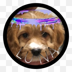 Cavapoo Luna Dog Sticker By Soso Jacko - Cavachon Emoji,Dog Emoji App