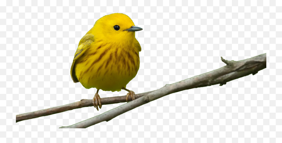 Bird Feeders Beak Window Finch - Yellow Birds Png Download American Yellow Warbler Emoji,Parakeet Emoji