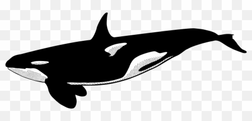 Orcas In The Snow - Killer Whale Emoji,Orcas Brain Emotions
