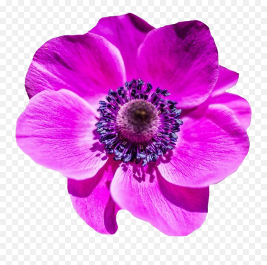 Purple Flower Tumblr Posted By Ethan Cunningham - Flowers High Quality Png Emoji,Cute Flower Emoticon Tumblr