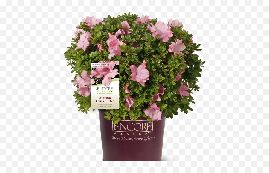 Flowering Evergreens Shrubs For Sale Plant Addicts - Artificial Flower Emoji,Picture Of Sweet Emotion Abelia In Garden