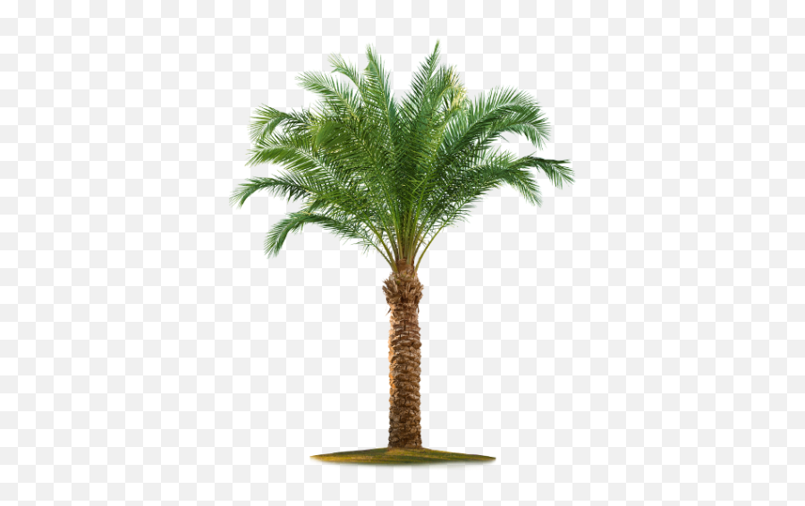 Date Palm Free Png Transparent Image - Date Tree Clipart Emoji,How To Make A Palm Tree Emoticon