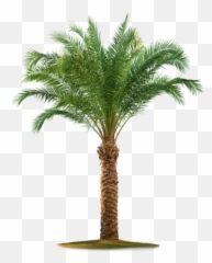Date Palm Free Png Transparent Image - Date Tree Clipart Emoji,How To Make A Palm Tree Emoticon