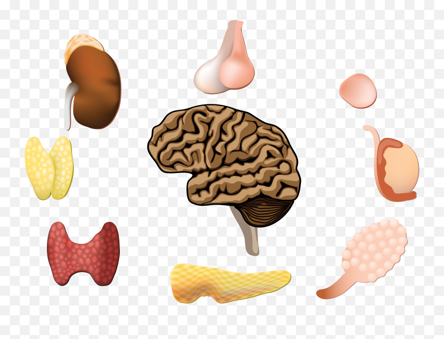 All About Hormones How They Function To Keep You Healthy - Illustration Endocrine System Emoji,Emotions Stored In Fat Cells And Muscles