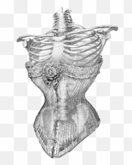 Largest Collection Of Free - Toedit Gorset Stickers On Picsart Skeleton In Corset Emoji,Bodice Emoji
