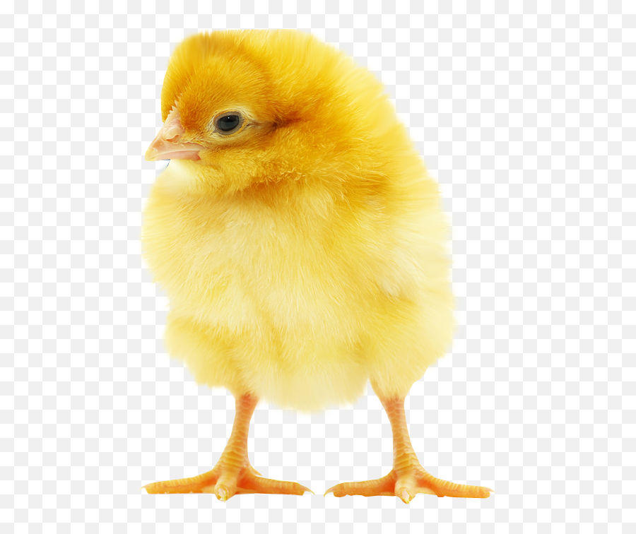 Picture Of Baby Chick Png U0026 Free Picture Of Baby Chickpng - Baby Chicken No Background Emoji,Chick Emoji