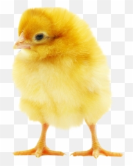 Picture Of Baby Chick Png U0026 Free Picture Of Baby Chickpng - Baby Chicken No Background Emoji,Chick Emoji