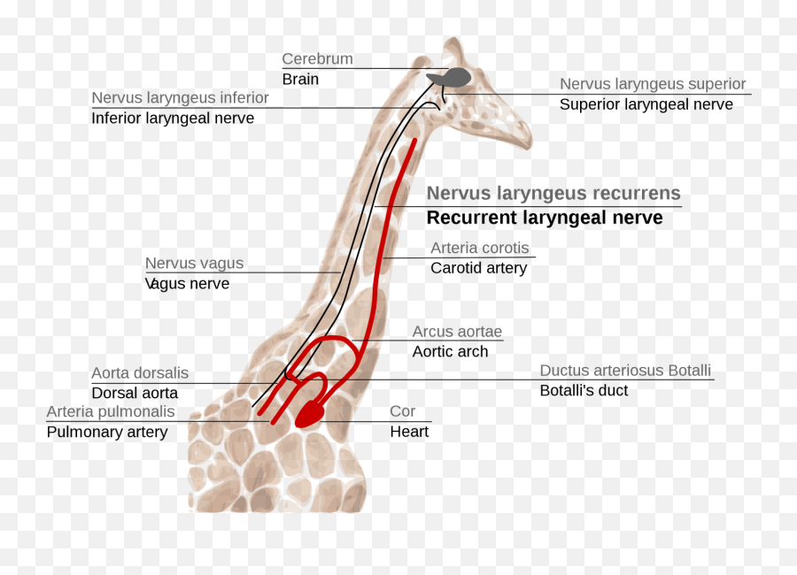 Laryngeal Nerve - Nervus Laryngeus Recurrens Giraffe Emoji,Giraffe Emoticon