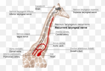 Laryngeal Nerve - Nervus Laryngeus Recurrens Giraffe Emoji,Giraffe Emoticon