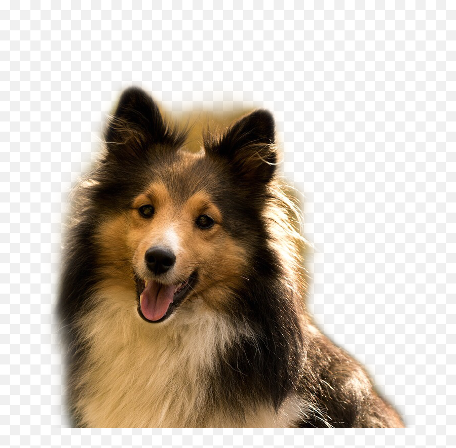 The Most Edited - Sheltie Emoji,Sheltie Emoji