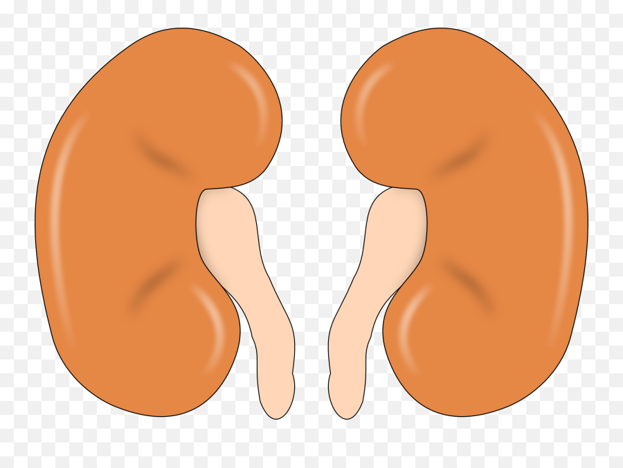 Myth Busting Common Misconceptions Of - Prayers For Healing Kidneys Emoji,Kidney Emotions