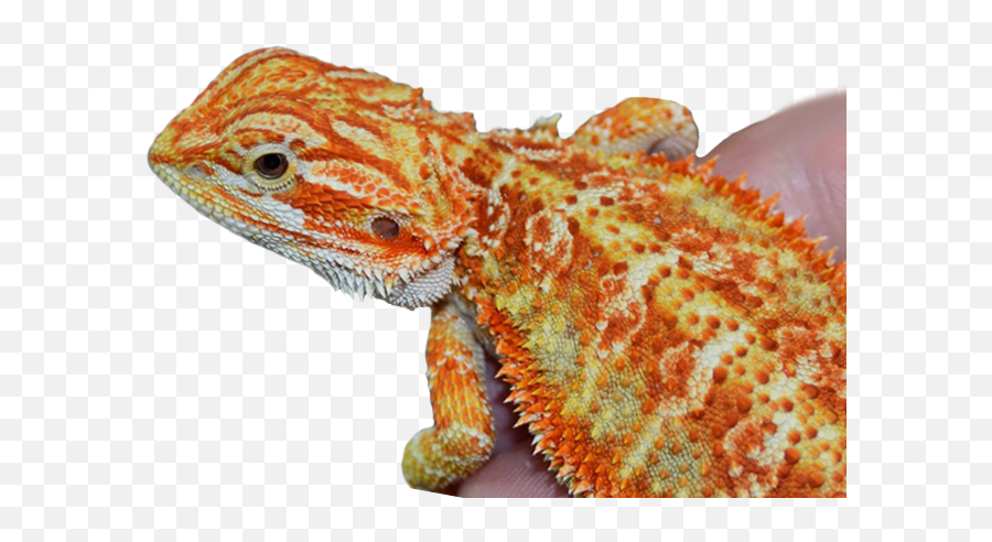 Dunner Bearded Dragons For Sale - Bearded Dragons Emoji,Do Bearded Dragons Change Color Do To Emotion
