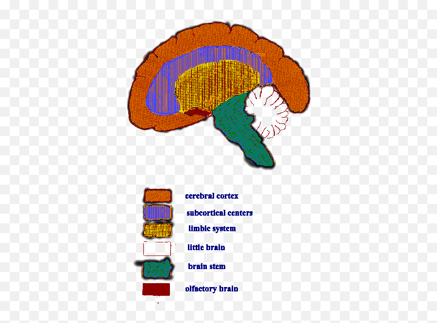 Nervous System 2 - Dot Emoji,Neural Centers In The Limbic System Linked To Emotion