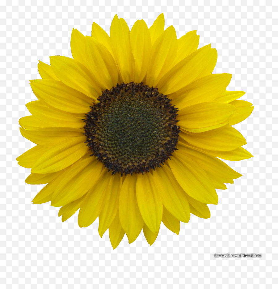 Common Sunflower Royalty - Clear Background Transparent Sunflower Emoji,Emojis Sunflower