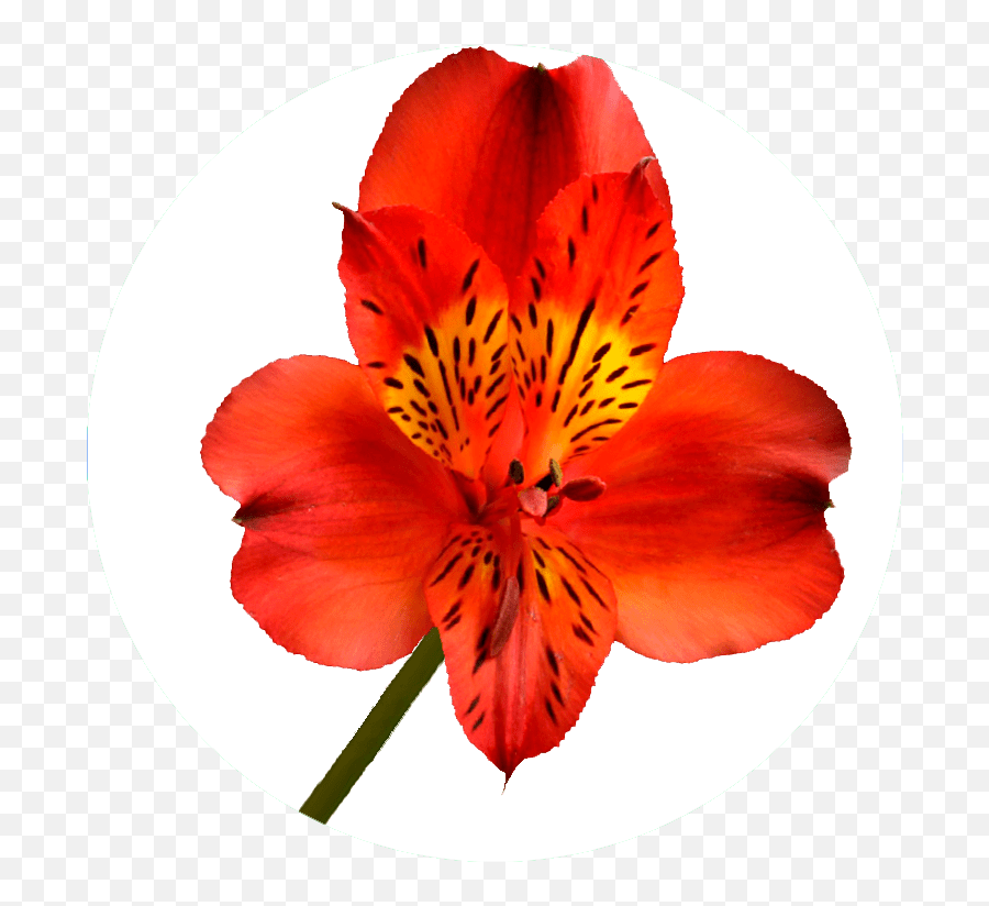 Catálogo De Alstroemeria En - Lily Of The Incas Emoji,Riverdance Emoji