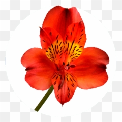 Catálogo De Alstroemeria En - Lily Of The Incas Emoji,Riverdance Emoji
