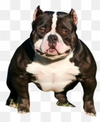 American Bully Psd Psd Free Download Templates U0026 Mockups Emoji,Free English Bulldog Emoticons