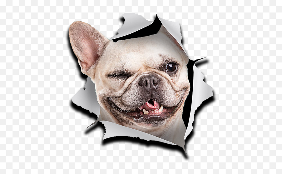 Stickers Bulldog Frances Whatsapp Emoji,Emoticon French Bulldog
