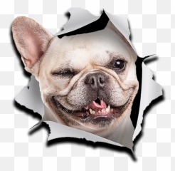 Stickers Bulldog Frances Whatsapp Emoji,Emoticon French Bulldog