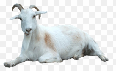 Cabra Blanca Png Transparente Png Mart Emoji,Emojis Cabra