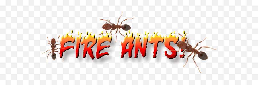 Red Imported Fire Ant Png Free Red - Kin La Emoji,Sleep Ant Ladybug Ant Emoji