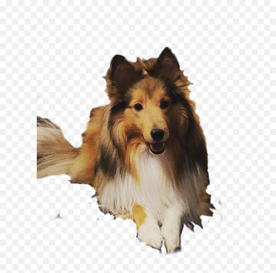 The Most Edited - Rough Collie Emoji,Sheltie Emoji