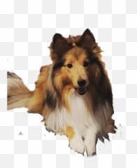 The Most Edited - Rough Collie Emoji,Sheltie Emoji