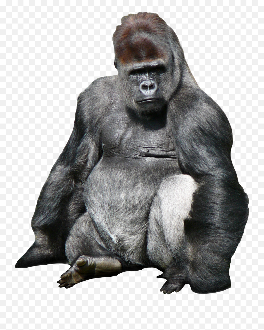 Ftesticker Gorillaz Sticker Emoji,Sitting Monkey Emoji