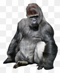 Ftesticker Gorillaz Sticker Emoji,Sitting Monkey Emoji