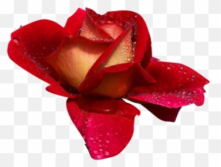 Imagenes De Flores Animadas Con Frases Bonitas - Smartfren U Rosas De Amor De Buenos Dias Emoji,Emojis De Amor Con Movimiento