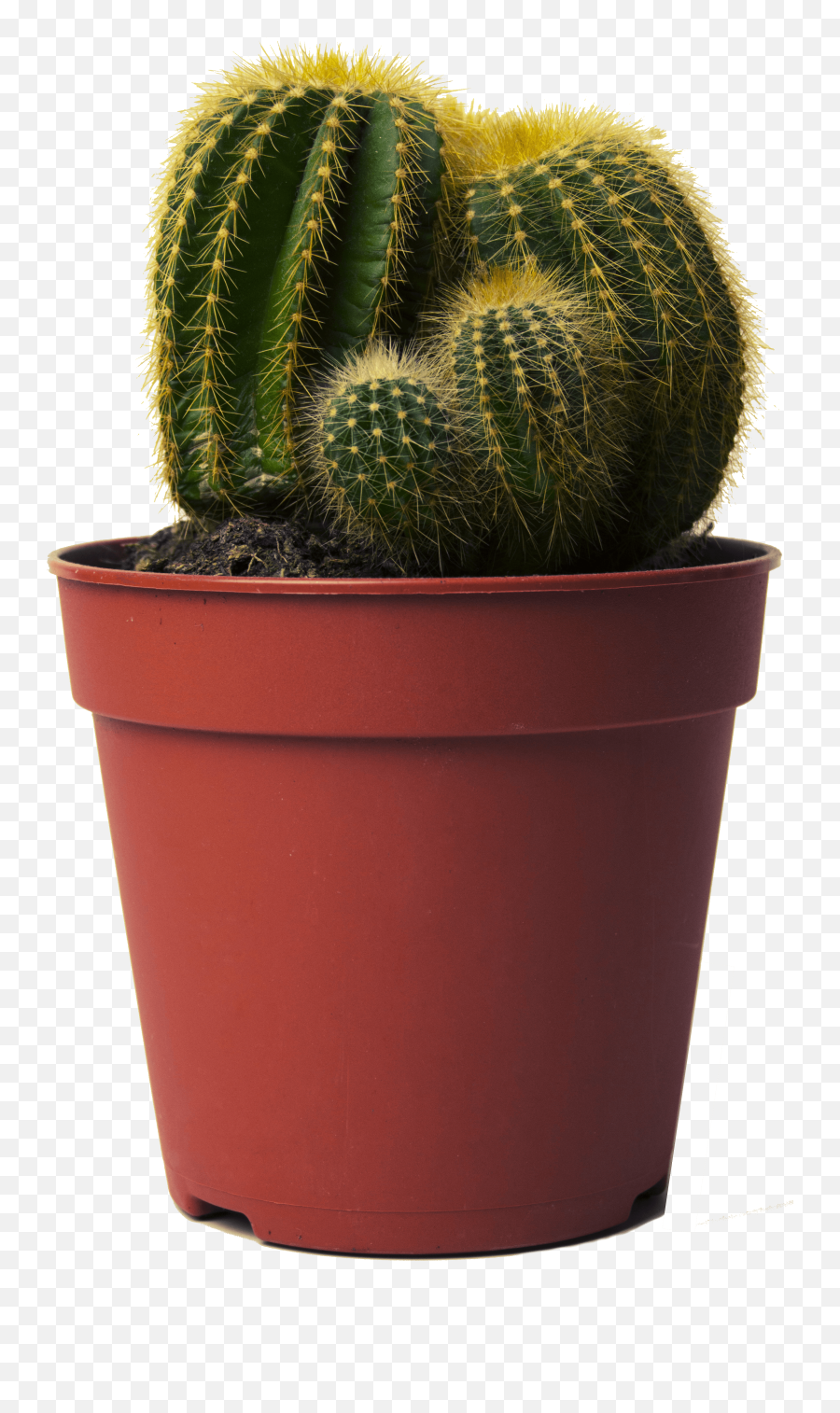 Cactus Transparent Png Cactus Free - Cactus In Pot Png Emoji,Cactus Emoji