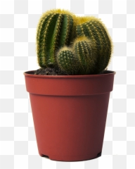 Cactus Transparent Png Cactus Free - Cactus In Pot Png Emoji,Cactus Emoji