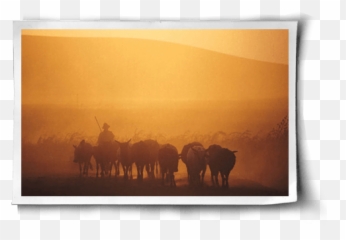 Speciesism And Veganism Transcending Politics And Religion - Picture Frame Emoji,Elephant Touching Dead Elephant Emotion