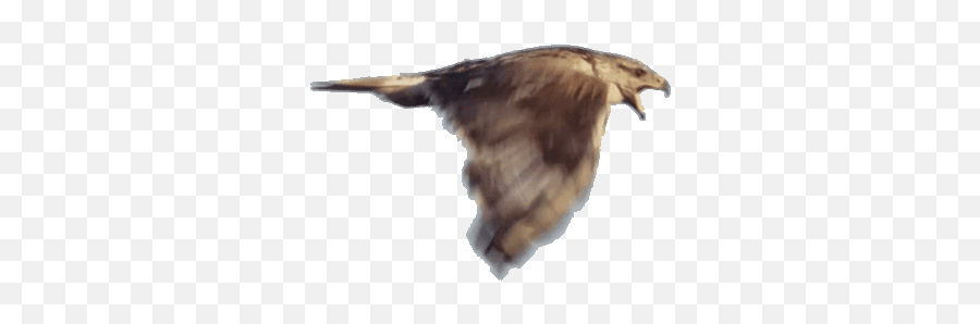 Beautiful Birds Bird Gif - Gif De Pajaro Moviendo Alas Emoji,Schmidt Emoticon Face Gif