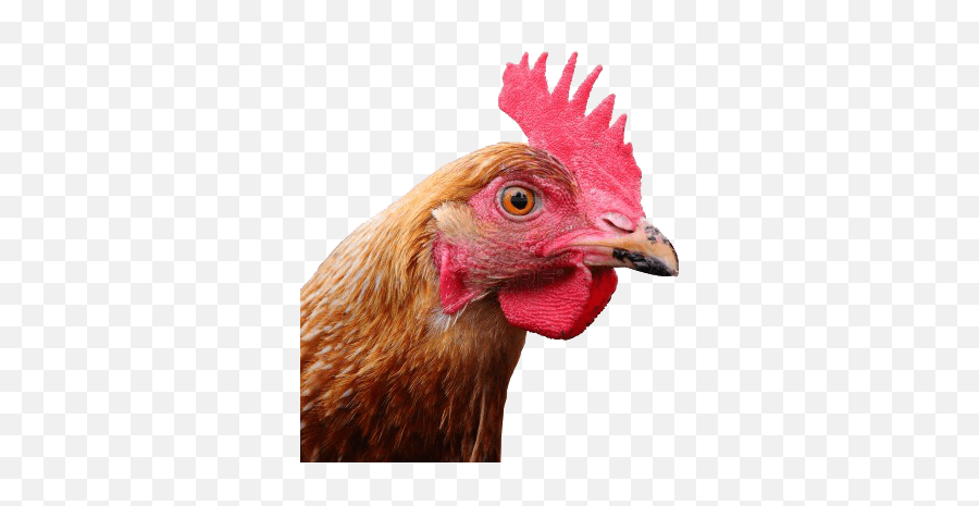 Large Chicken Head Transparent Png - Stickpng Chicken Head Png Emoji,Poulty Leg Emoji