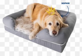 Orthopedic Dog Bed U0026 Waterproof Dog Blanket Puprug By Pawcom Emoji,Dog Relaxing In Recliner Emotions