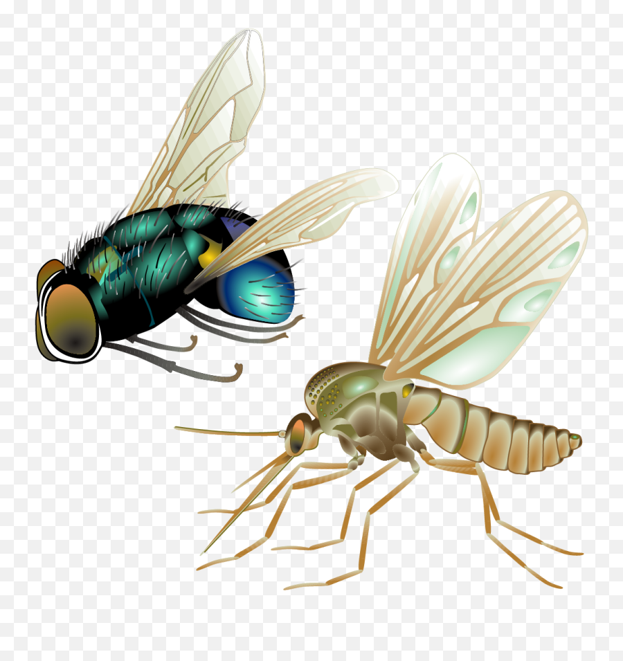 Fly Flea Sticker Emoji,Flea Emoji