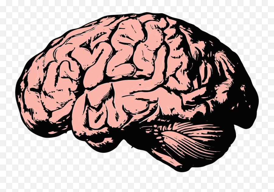 Free Photo Science Think Health Knowledge Anatomy Brain Mind - Cartoon Transparent Background Brain Emoji,Anatomy Of An Emotion