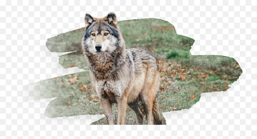 What Threatens Wolves - Carnivora Dinarica Alaskan Tundra Wolf Emoji,Attribute Human Emotions To Animals