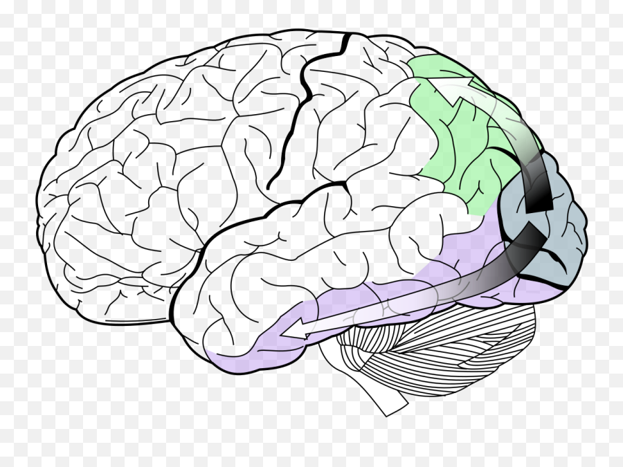 Two - Cerebrum Meaning In Hindi Emoji,Medial Dorsal Nucleus Thalamus Memory Emotion Step 1