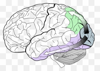 Two - Cerebrum Meaning In Hindi Emoji,Medial Dorsal Nucleus Thalamus Memory Emotion Step 1
