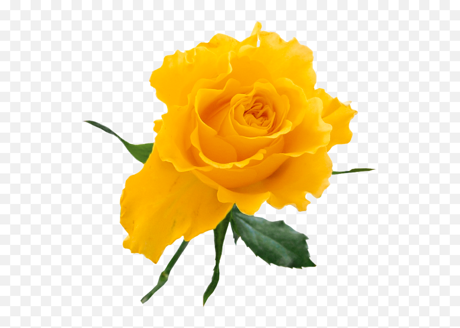 Free Transparent Yellow Flowers - Yellow Rose On Transparent Background Emoji,Yellow Rose Emoji