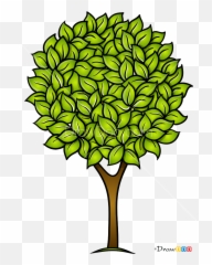 How To Draw Walnut Tree Trees - Draw A Walnut Tree Emoji,Walnut Emoji