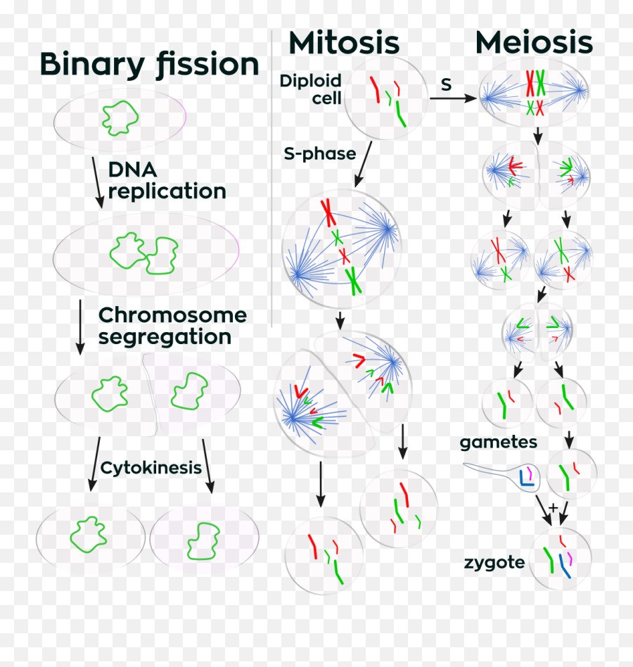 Cell Division - Wikipedia Emoji,Slack Dna Emoticon