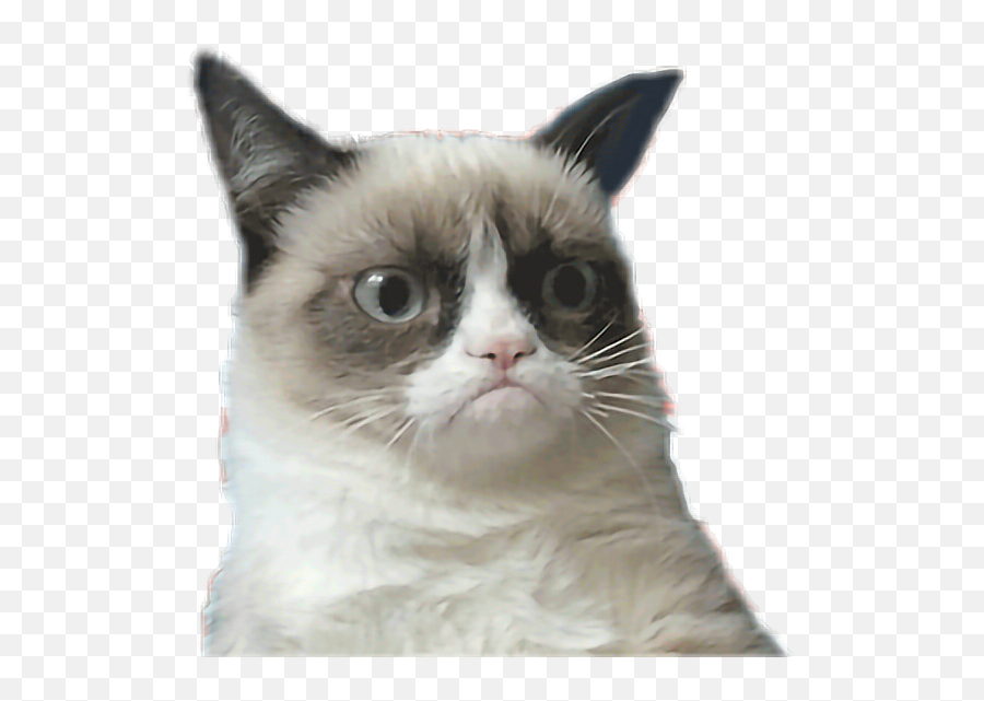 Sticker By Josephine - Grumpy Cat Gif Transparent Background Emoji,Grumpy Cat Emoji