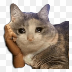 Gatos Llorando - Sticker De Gato Llorando Emoji,Emojis Gatitos