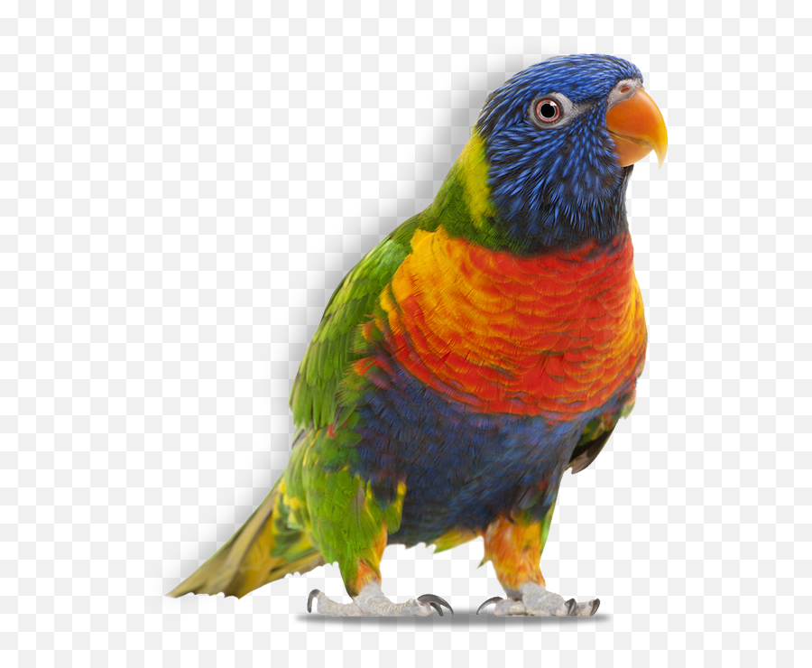 Help For Feather Plucking In Birds Birdsuppliescom - Rainbow Lorikeet Emoji,Parott's Emotions