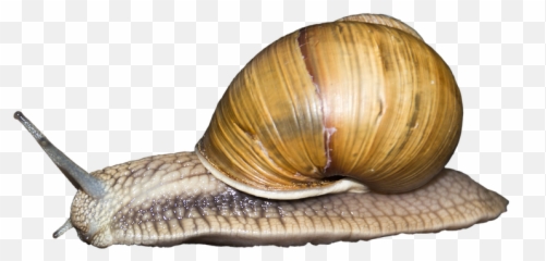 Snail Png High Quality Image - Gastropods Transparent Emoji,Caracol Emojis Png