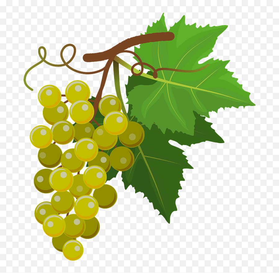 Grapes 010220193 Clipart - Grapes Plant Png Emoji,Grape Emoji Stickers