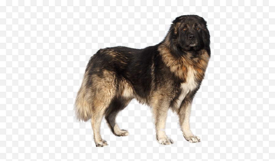 Caucasian Shepherd - Caucasian Shepherd Dog Png Emoji,Caucasian Mountain Shepherd Puppy Emoticon